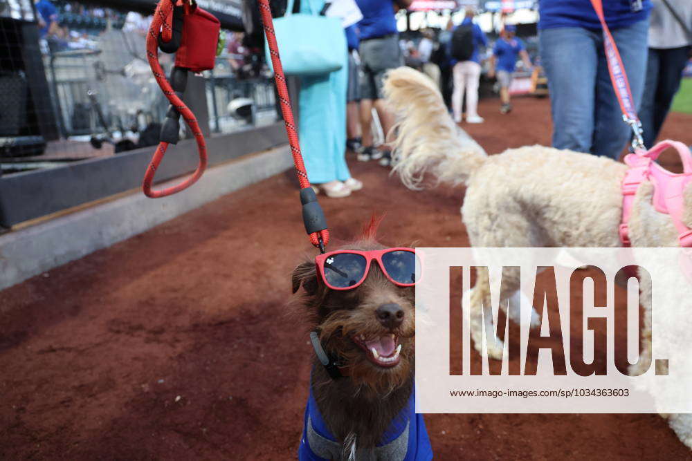 Bark at the Park  Arizona Diamondbacks