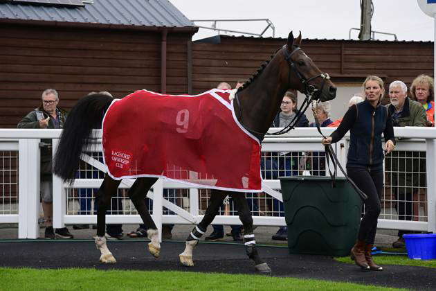 Newtown Races England Newton Abbot Races, Newton Abbot, UK - 2 Oct 2023 No Mean Feat walking ...
