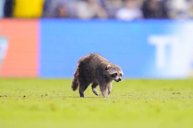 : A raccoon runs on the field during the first half of an MLS, Fussball ...