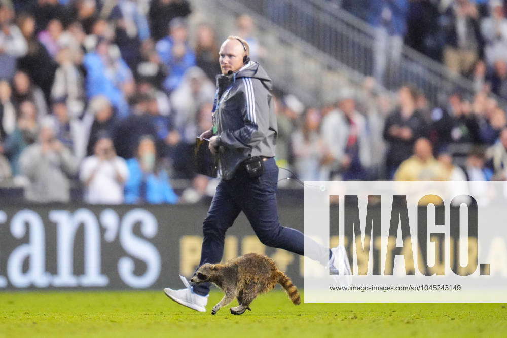 : A raccoon runs on the field during the first half of an MLS, Fussball ...