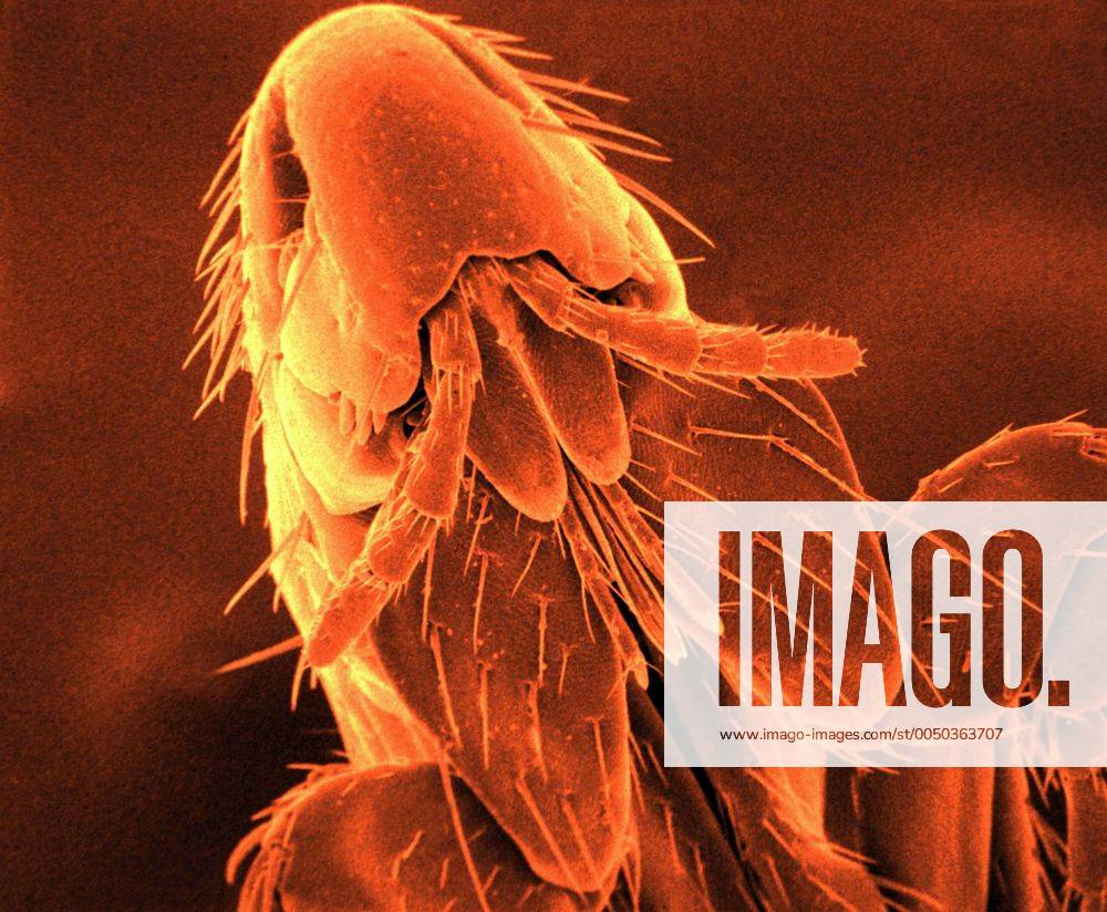 Kopf eines Igelflohs (Archaeopsylla erinacei