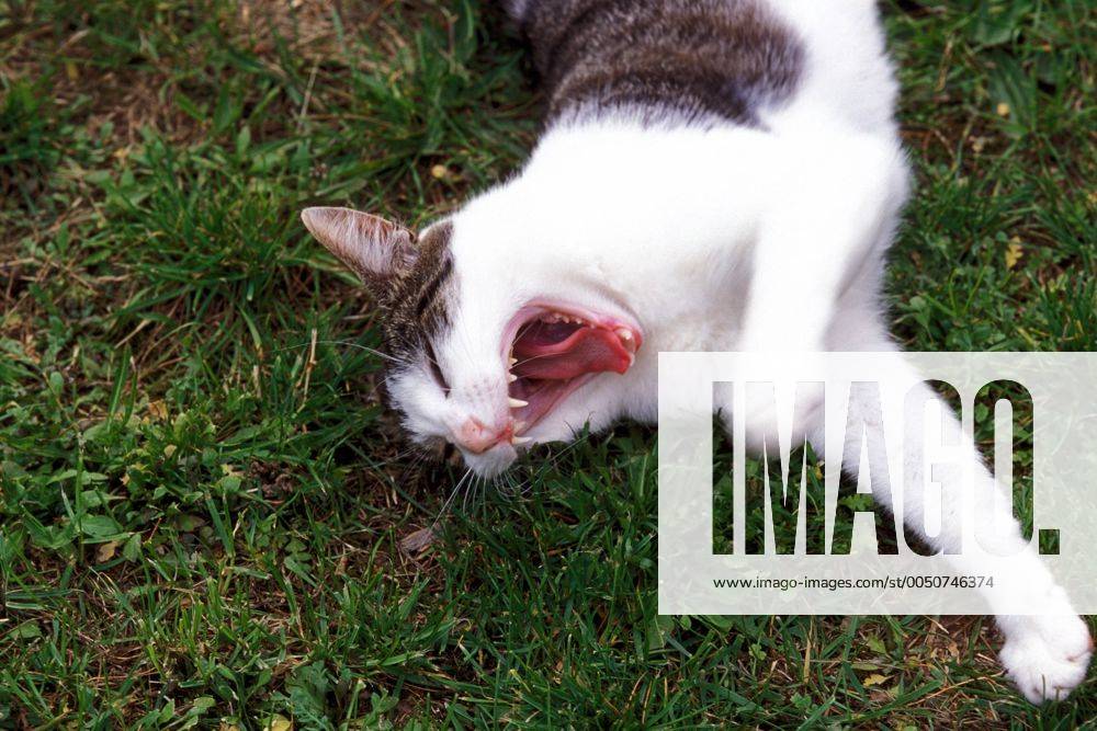 Schwarzweiße Katze streckt sich und