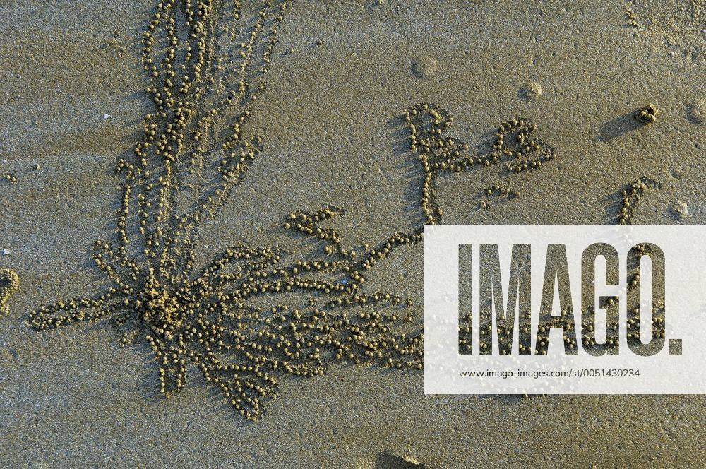 Feine Sandkugeln - Rezepte Suchen Feine Sandkugeln - Rezepte Suchen