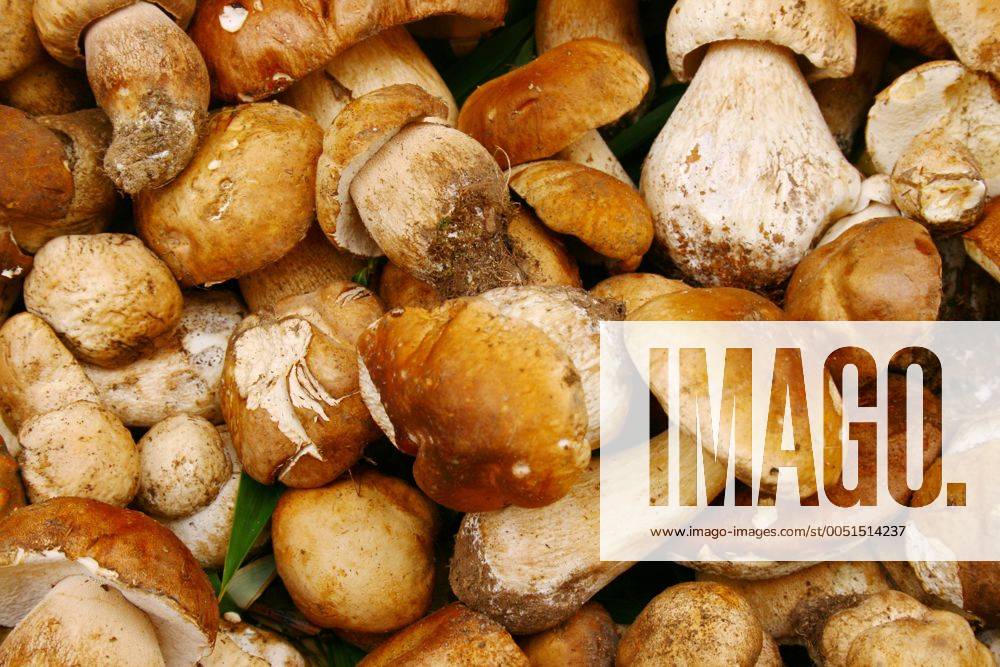 Frisch gesammelte Steinpilze (Boletus Frisch gesammelte Steinpilze (Boletus