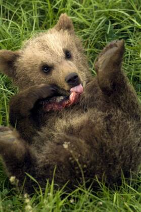 Braunbärjunges Molly (Ursus arctos) beim Fressen im Wildpark