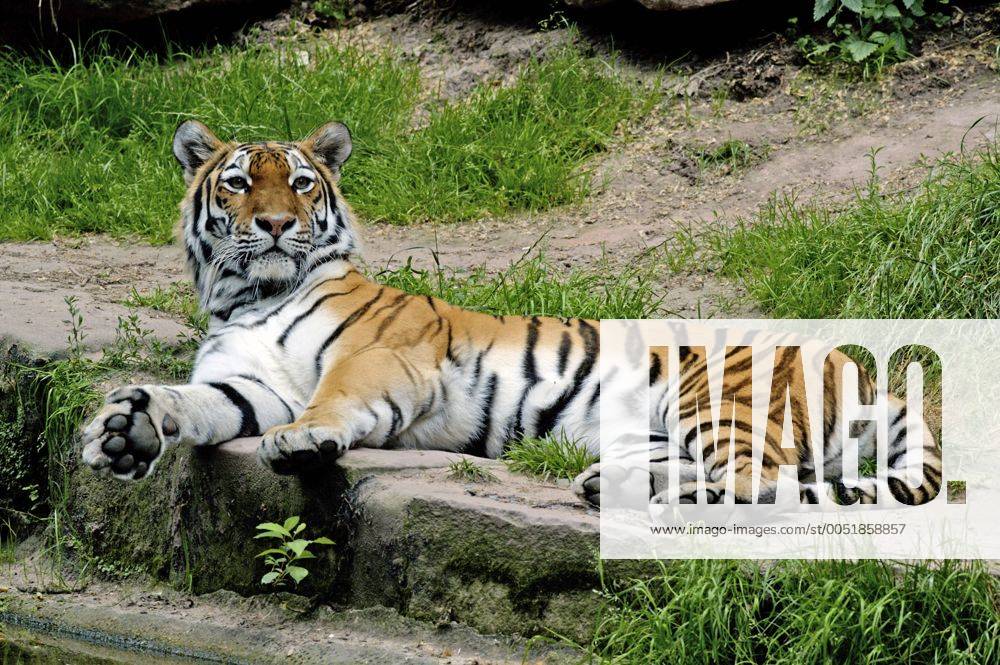 Sibirischer Tiger Panthera Tigris Altaica Im N Rnberger