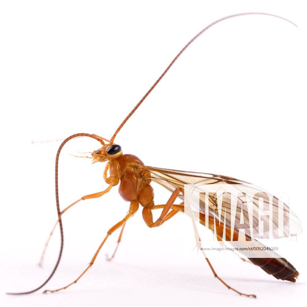 Sichelwespe (Therion circumflexum