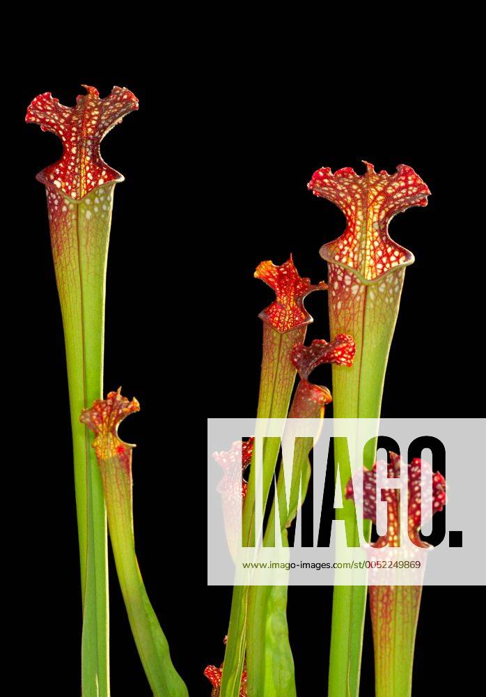 Schlauchpflanze (Sarracenia spec