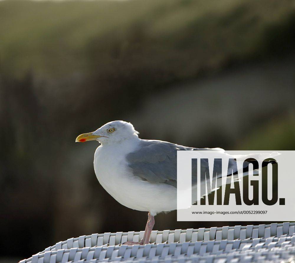 Möwe (Argentatus) sitzt auf einem Strandkorb auf der Nordseeinsel Juist