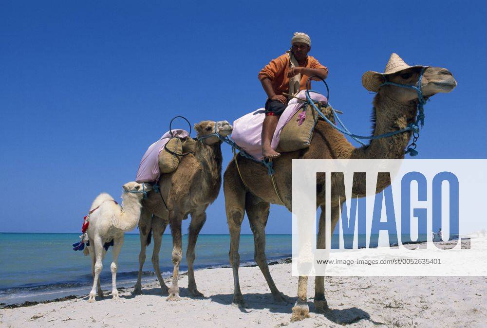 Reitkamele am Strand von Sidi Mahres