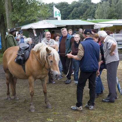 Besucher Und Pferd Auf Dem Havelberger