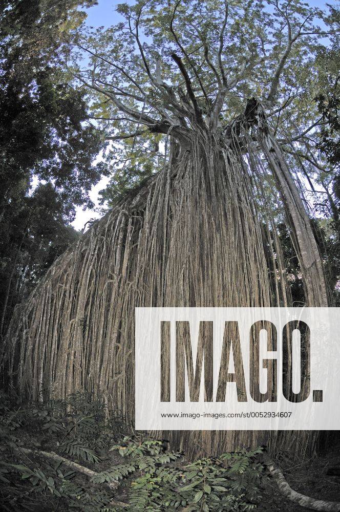 Würgefeige (Ficus macrophylla destruens) Curtain Fig Tree in den