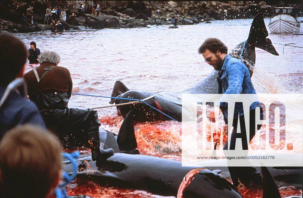 Walfang und Schlachtung in Thorshavn auf den Färöer Inseln