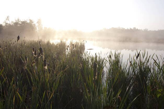 Moor mit Teich im Naturschutzgebiet Soos - Egerland Frantiskovy Lazne