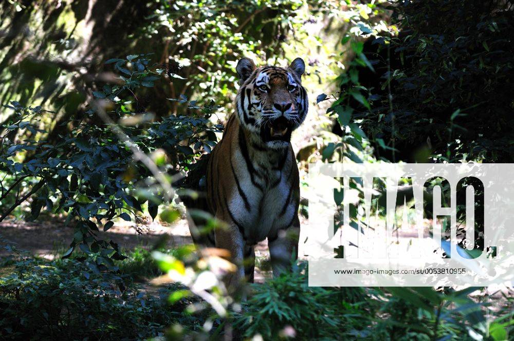Der Sibirische Tiger, Panthera tigris altaica, oder Amurtiger ist eine