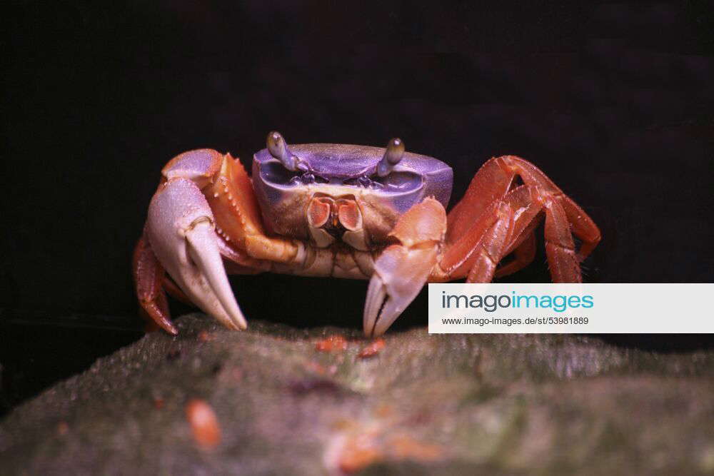 Harlekinkrabbe, Harlekin-Krabbe, Afrikanische Landkrabbe ...