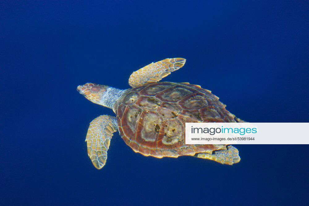 Unechte Karettschildkroete, Unechte Karette (Caretta caretta