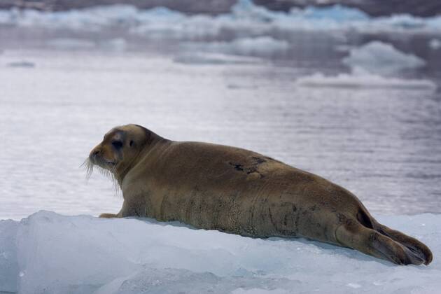 Bartrobbe, Bart-Robbe, ruht auf Eisscholle, Norwegen bearded seal ...