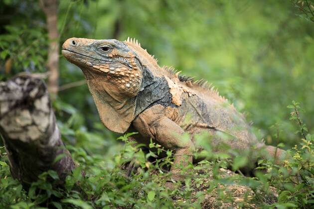 Blue Iguana, Grand Cayman Iguana Cyclura lewisi , Blue Iguanas, Grand ...