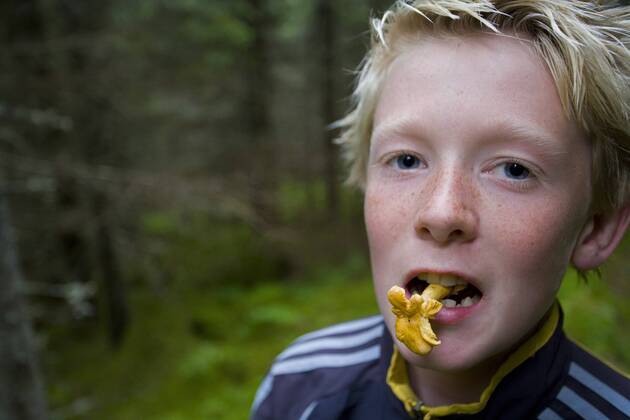 Echter Pfifferling, Eierschwamm, Reherl (Cantharellus cibarius ...