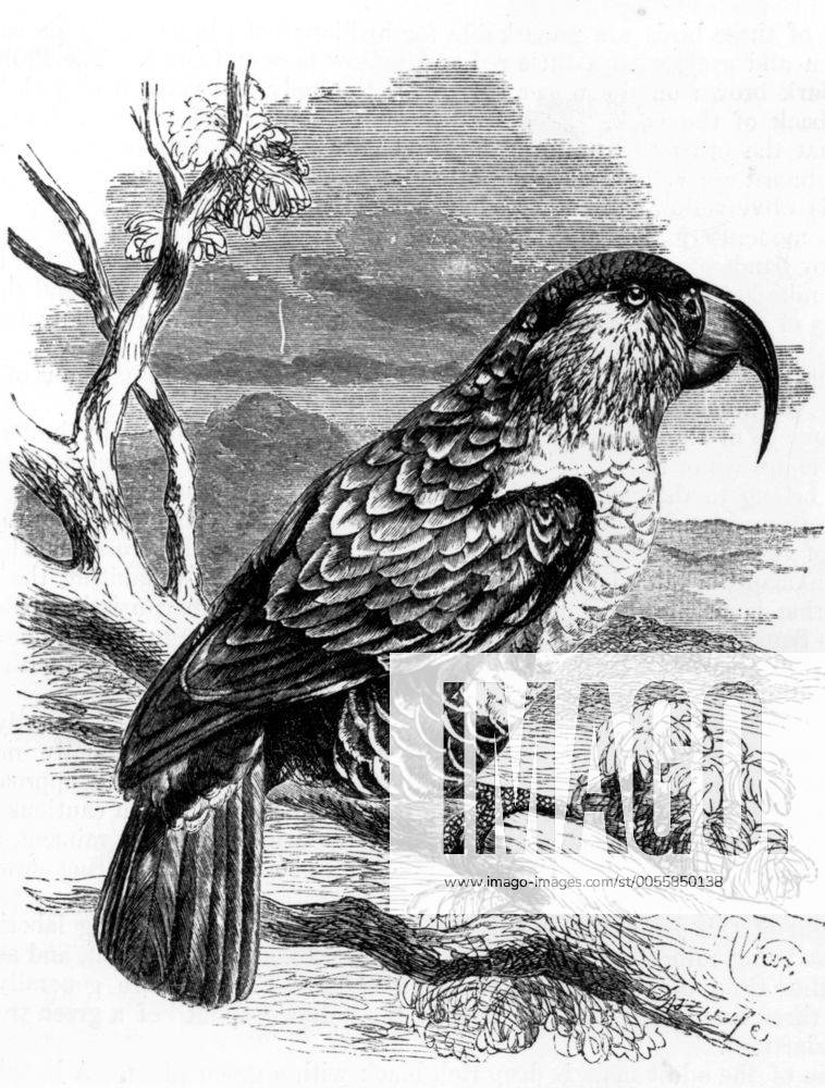 The extinct Norfolk Island Kaka (Nestor meridionales roductus). The ...