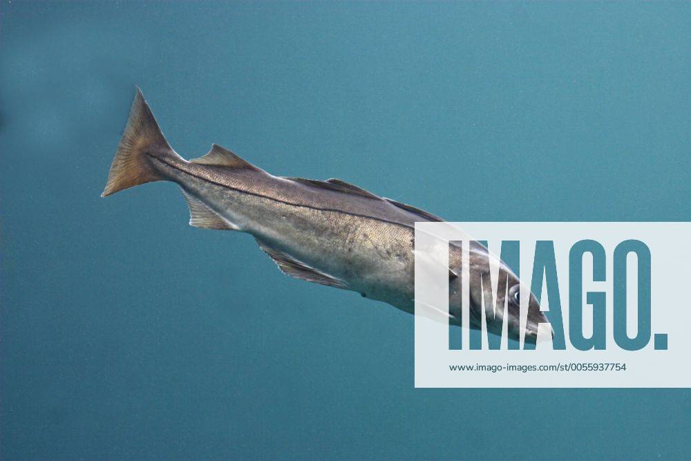 Schellfisch, Schell-Fisch, schwimmend haddock, chat, jumbo, swimming