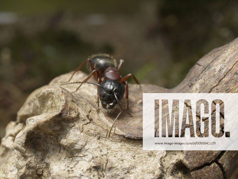 Riesen-Holzameise, Riesenholzmeise (Camponotus herculeanus), auf einem ...