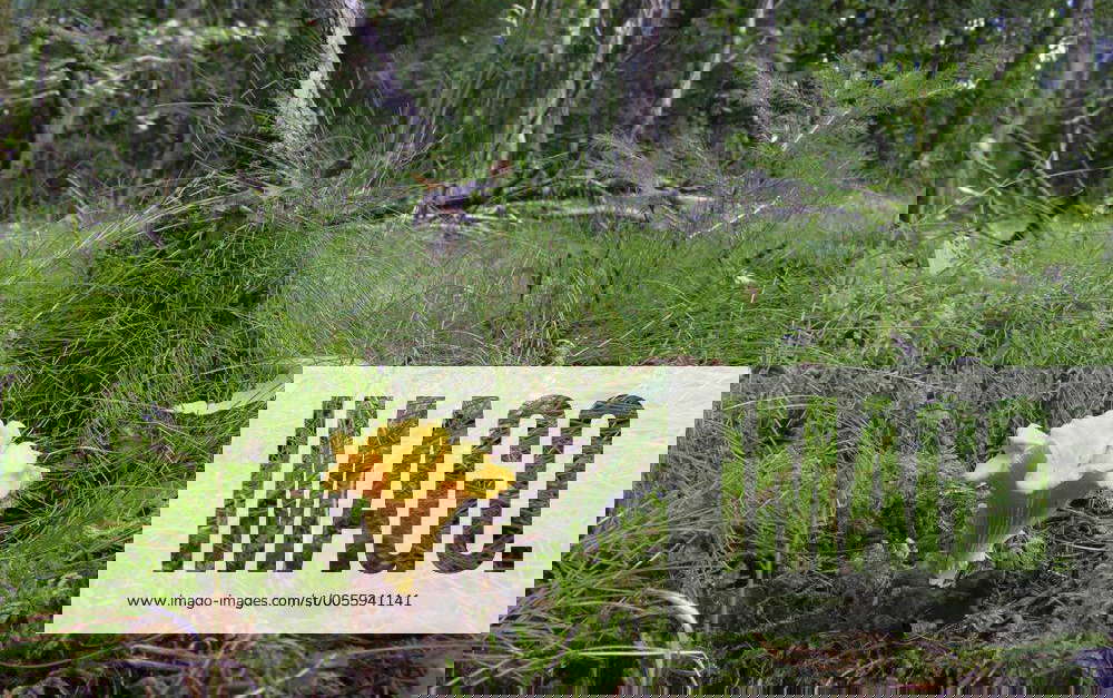 Echter Pfifferling, Eierschwamm, Reherl (Cantharellus cibarius