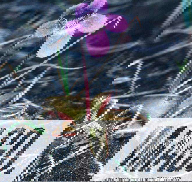 Gemeines Fettkraut (Pinguicula vulgaris). common butterwort (Pinguicula