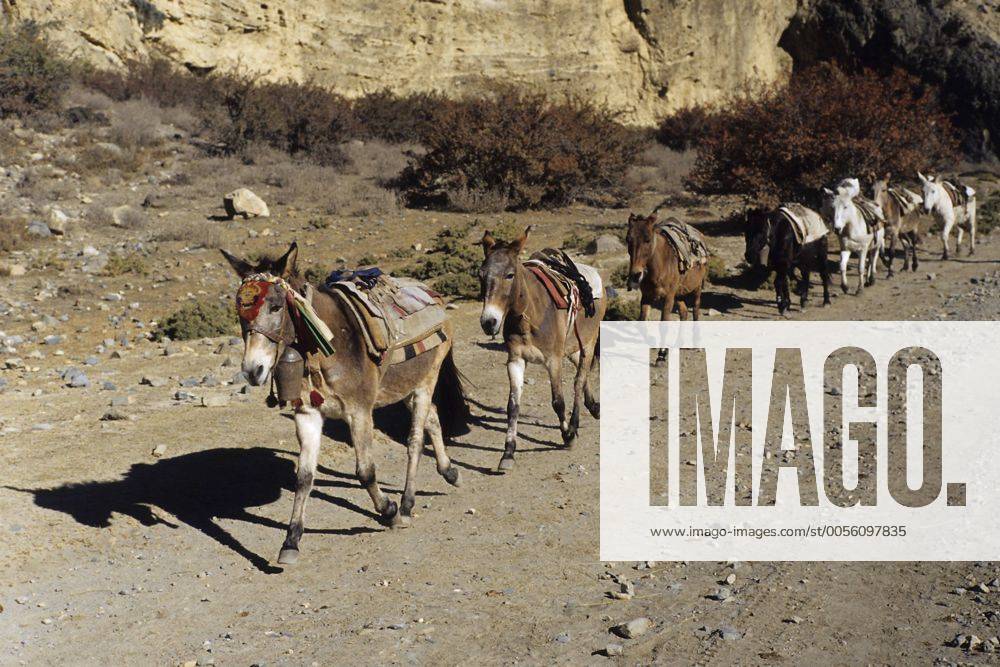 Asiatischer Halbesel (Equus hemionus), Karawane, Nepal