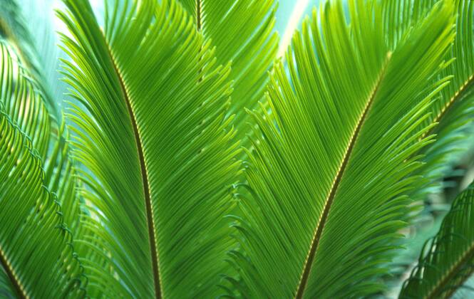 Japanischer Palmfarn Sagopalme Sago Palme Palmfarn Cycaspalme