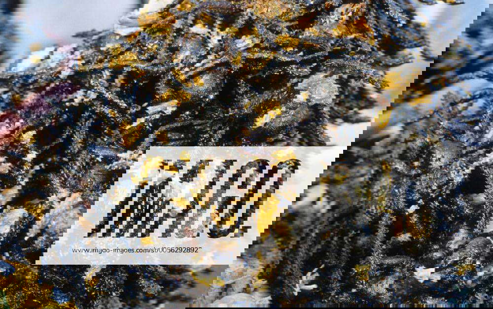 Gebratene Spinnen, eine lokale Spezialität, Pnom Penh, Kambodscha ...