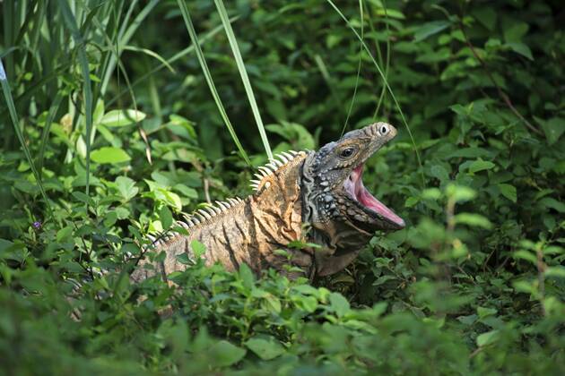 Blue Iguana, Grand Cayman Iguana Cyclura lewisi , Blue Iguanas, Grand ...