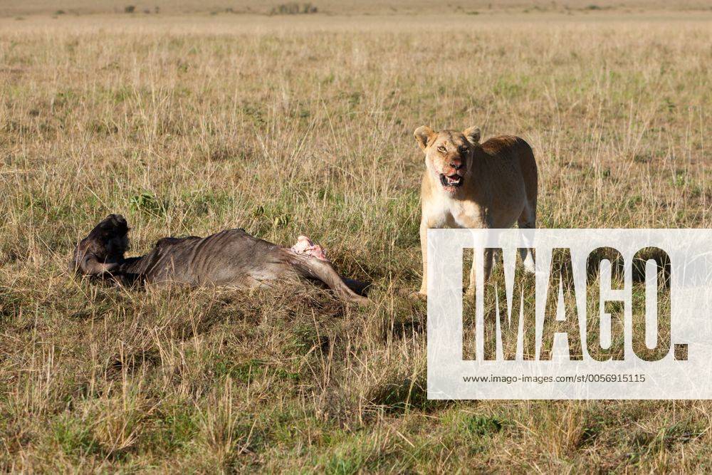 Ein Löwe (Panthera leo) frisst ein Streifengnu, Weißbartgnu (Connochaetes taurinus), Masai Mara