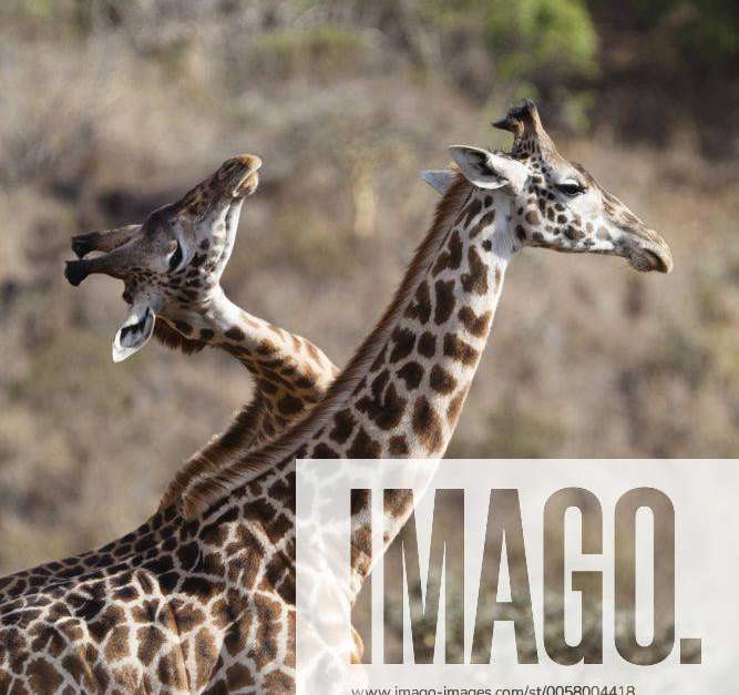 Massai-Giraffen (Giraffa camelopardalis tippelskirchi), Männchen kämpfen, Kommentkampf, Arusha
