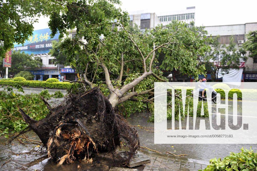 Enping ENPING, A tree is uprooted by strong wind in Enping City, south China s ...