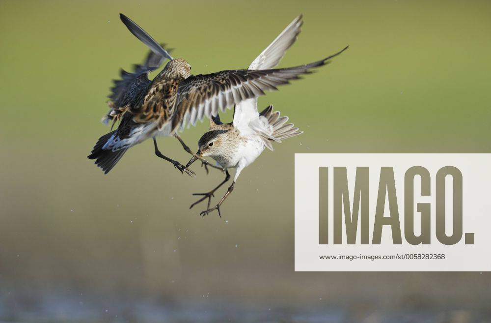 Weißbürzelstrandläufer (Calidris fuscicollis), ausgewachsene Vögel ...