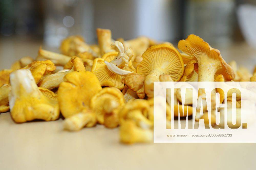 Echter Pfifferling, Eierschwamm, Reherl (Cantharellus cibarius ...