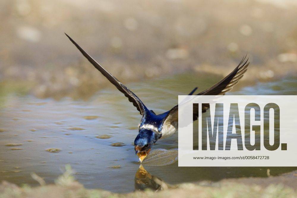 Rauchschwalbe, Rauch-Schwalbe (Hirundo rustica), trinkt im Flug aus ...