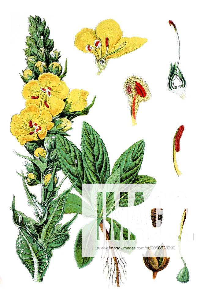 Großblumige Königskerze (Verbascum thapsiforme), Heilpflanze ...