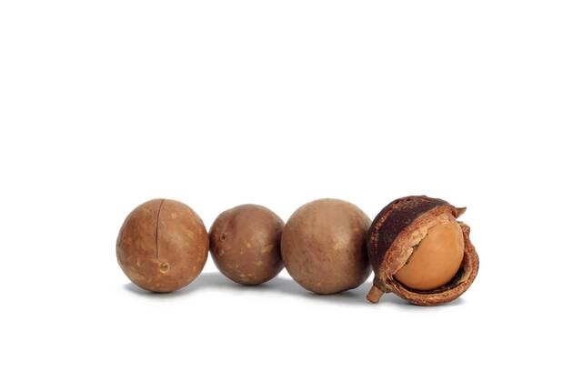 Macadamia, Macadamianuss, Macadamia-Nuss, Queenslandnuss, Queensland ...