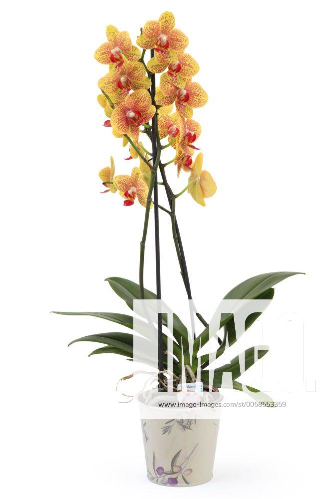 Malaienblume, Malayenblume, Phalaenopsis-Orchidee (Phalaenopsis Hybride ...