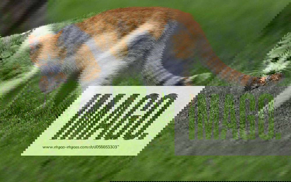 Kater jagt Maus Ein rot getigerter Kater steht mit einer Maus im Maul auf einer Wiese