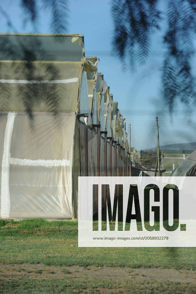 Die Rosenfarm Flamingo Farm von der Firma Finlays Horticulture Kenya