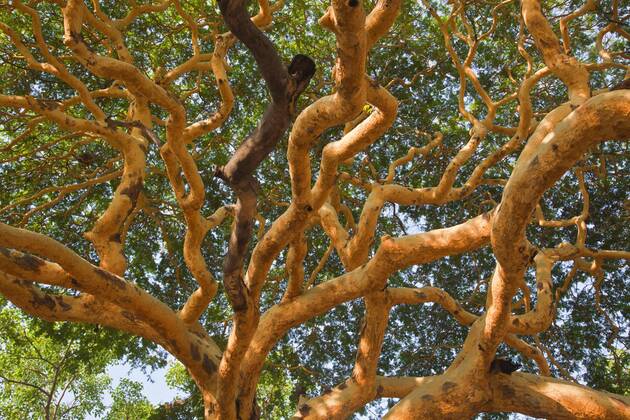 Geaest eines Baumes, Myanmar, Mandalay tree branches, Burma, Mandalay
