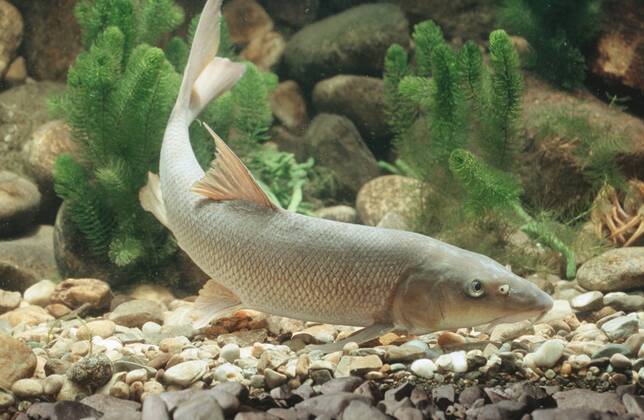 Barbe, Flussbarbe, Gewoehnliche Barbe (Barbus barbus), Fischschwarm