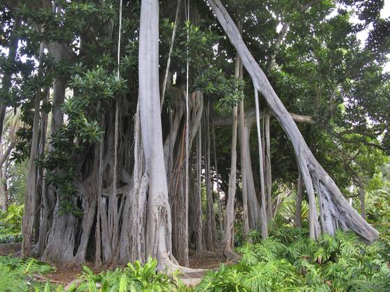 Grossblaettrige Feige, F, macrophylla f. columnaris (Ficus macrophylla ...