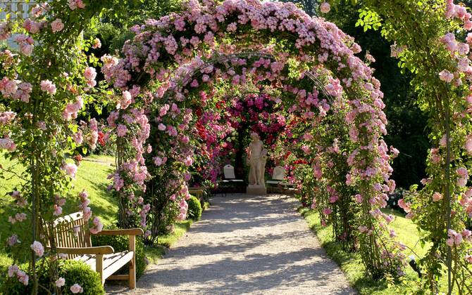 Rose (Rosa spec.), Rosenneuheitengarten am Beutig im Regen, Bewertung ...