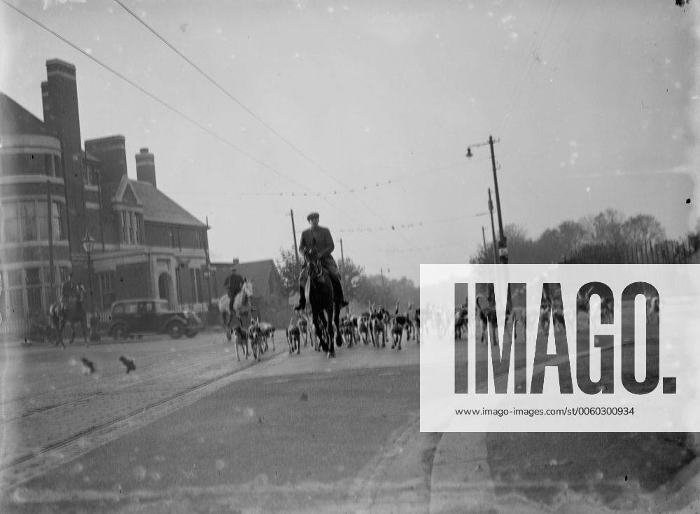 Exercising hounds , Blackheath . 1935 Y