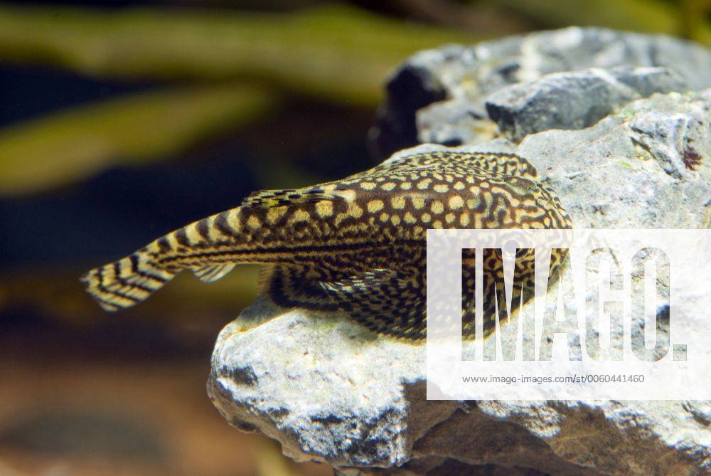 Pracht-Flossensauger, Prachtflossensauger, Linien-Flossensauger ...